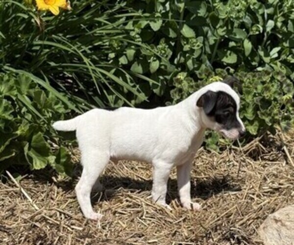 Medium Photo #3 Jack Russell Terrier Puppy For Sale in THORP, WI, USA