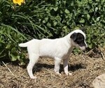 Small #2 Jack Russell Terrier