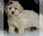 Small Photo #42 Maltipoo (Miniature) Puppy For Sale in WARSAW, IN, USA