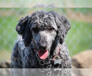 Valen - Male Sheepadoodle Dog for Adoption - Photo #2