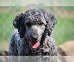 Small Photo #2 Sheepadoodle Puppy For Sale in Bowmanville, Ontario, Canada