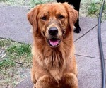 Small Photo #1 Golden Labrador Puppy For Sale in HAZEL GREEN, WI, USA