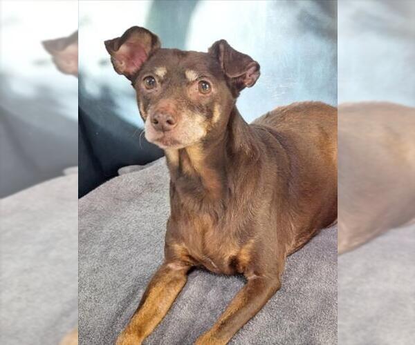 Medium Photo #1 Miniature Pinscher Puppy For Sale in Woodland, CA, USA