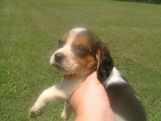 Beagle Puppy for sale in LENOIR CITY, TN, USA