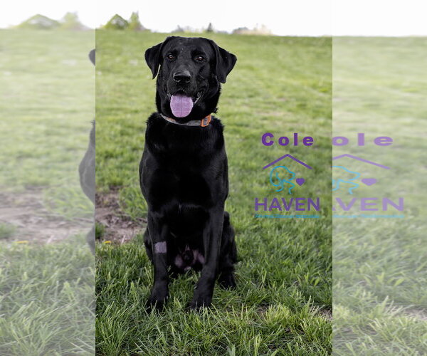 Medium Photo #2 Mutt Puppy For Sale in Omaha, NE, USA
