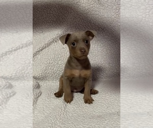 Chihuahua Puppy for Sale in ARANSAS PASS, Texas USA