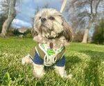 Small Photo #1 Shih Tzu Puppy For Sale in ANTELOPE, CA, USA