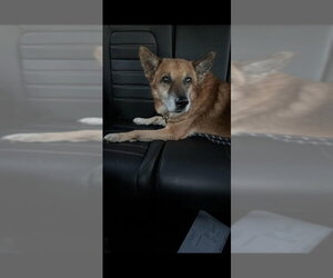 Gerberian Shepsky Dogs for adoption in Winston Salem, NC, USA