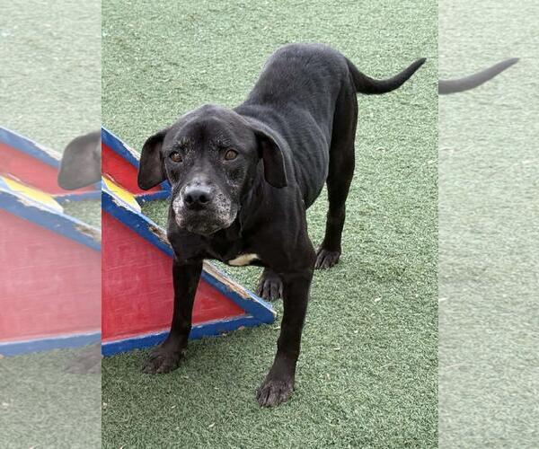 Medium Photo #15 Mutt Puppy For Sale in Rockwall, TX, USA