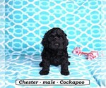 Image preview for Ad Listing. Nickname: Chester