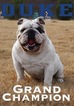 Small Photo #1 English Bulldog Puppy For Sale in LAKEWOOD VILLAGE, TX, USA