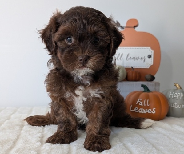 Medium Photo #6 ShihPoo Puppy For Sale in GOSHEN, IN, USA