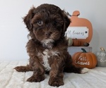 Small #5 ShihPoo