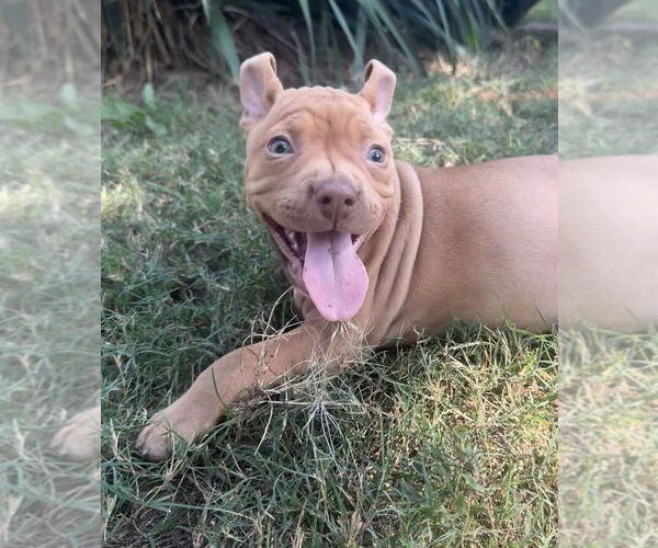 Medium Photo #11 Bullboxer Pit Puppy For Sale in OKLAHOMA CITY, OK, USA