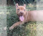 Small #10 Bullboxer Pit