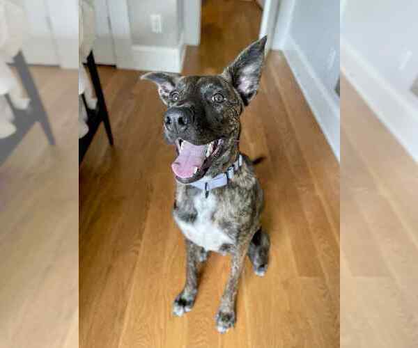 Medium Photo #2 - Mix Puppy For Sale in Imlay City, MI, USA