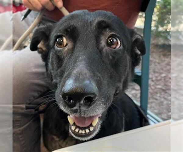 Medium Photo #1 Shepradors Puppy For Sale in Lacombe, LA, USA