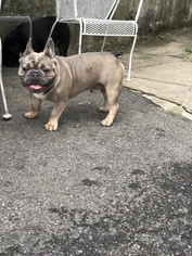 Father of the French Bulldog puppies born on 06/01/2018