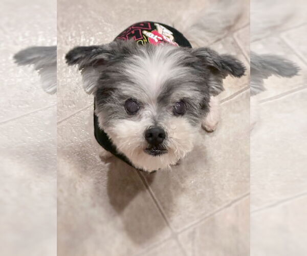 Medium Photo #2 Maltese-Unknown Mix Puppy For Sale in Pittsburg, CA, USA