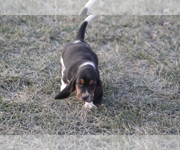 Medium Photo #8 Basset Hound Puppy For Sale in MEMPHIS, MO, USA