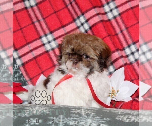 Medium Photo #4 Shih Tzu Puppy For Sale in WINDSOR, PA, USA