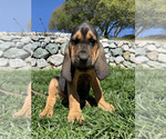 Small Photo #2 Bloodhound Puppy For Sale in SOQUEL, CA, USA