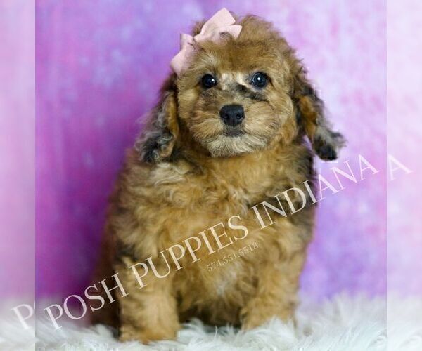 Medium Photo #107 Poodle (Miniature) Puppy For Sale in WARSAW, IN, USA