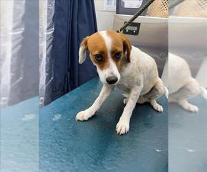 Mutt Dogs for adoption in Mobile, AL, USA
