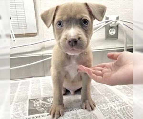 Medium Photo #1 Labrador Retriever-Unknown Mix Puppy For Sale in Houston, TX, USA