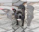 Small Photo #9 American Pit Bull Terrier-Unknown Mix Puppy For Sale in New York, NY, USA