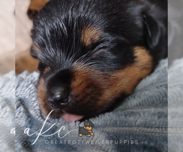 Medium Photo #1 Rottweiler Puppy For Sale in DRAPER, VA, USA