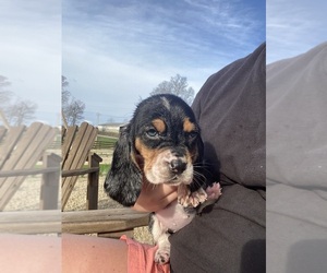 Basset Hound Puppy for sale in MANCHESTER, TN, USA