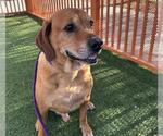 Small #1 Basset Hound Mix