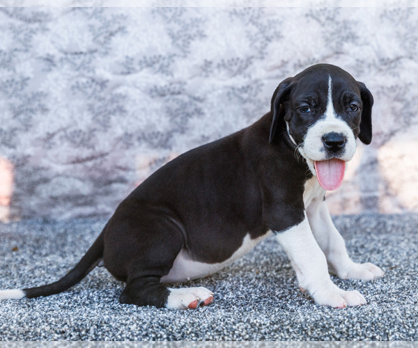 Medium Photo #58 Great Dane Puppy For Sale in WAKARUSA, IN, USA