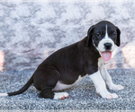 Small #6 Great Dane