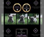 Puppy Fancy AKC French Bulldog