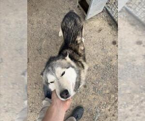 Siberian Husky Dogs for adoption in Tracy, CA, USA