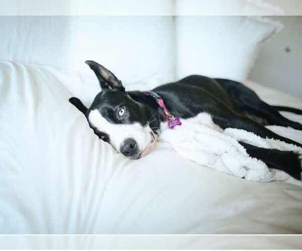 Medium Photo #6 American Staffordshire Terrier-Siberian Husky Mix Puppy For Sale in La Verne, CA, USA