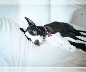 Blue - Female American Staffordshire Terrier-Siberian Husky Mix Dog for Adoption - Photo #6