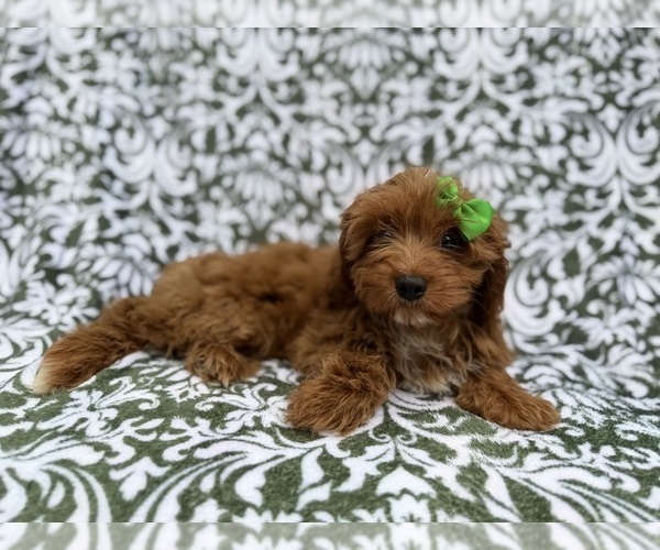 Medium Photo #6 Cavapoo (Miniature) Puppy For Sale in LAKELAND, FL, USA