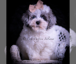 Puppy Duggie F1 Maltipoo (Miniature)