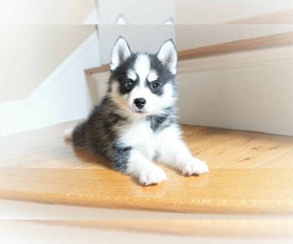 Medium Photo #1 Pomsky Puppy For Sale in DRACUT, MA, USA