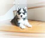 Small Photo #1 Pomsky Puppy For Sale in DRACUT, MA, USA