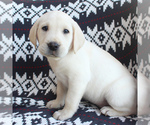 Small Photo #4 Labrador Retriever Puppy For Sale in RONKS, PA, USA