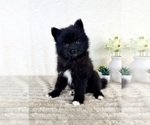 Small #1 Pomsky
