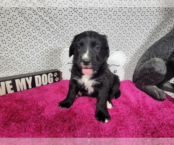 Medium Photo #9 Golden Mountain Dog Puppy For Sale in BLACK FOREST, CO, USA