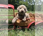 Small #1 Labrador Retriever