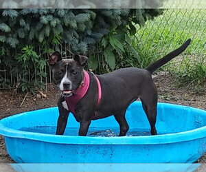Lindy - Female Mutt Dog for Adoption - Photo #2