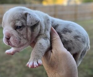 Bulldog Puppy for sale in FREDERICKSBURG, VA, USA