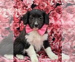 Small Photo #2 Cockapoo-Shetland Sheepdog Mix Puppy For Sale in COCHRANVILLE, PA, USA